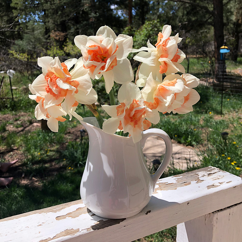 Click Image for Narcissus Care Image