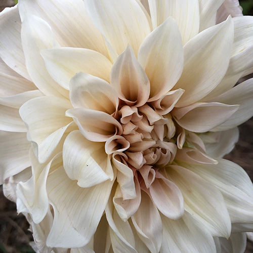An ode to Cafe au Lait Dahlias