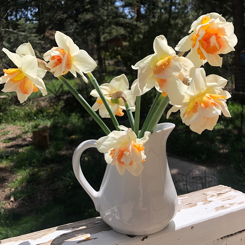 Narcissus Bouquet Care