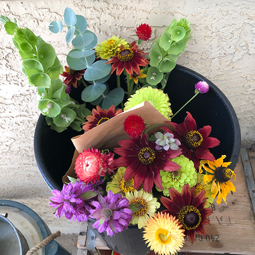 Welcome to Stardust Farm and Flowers