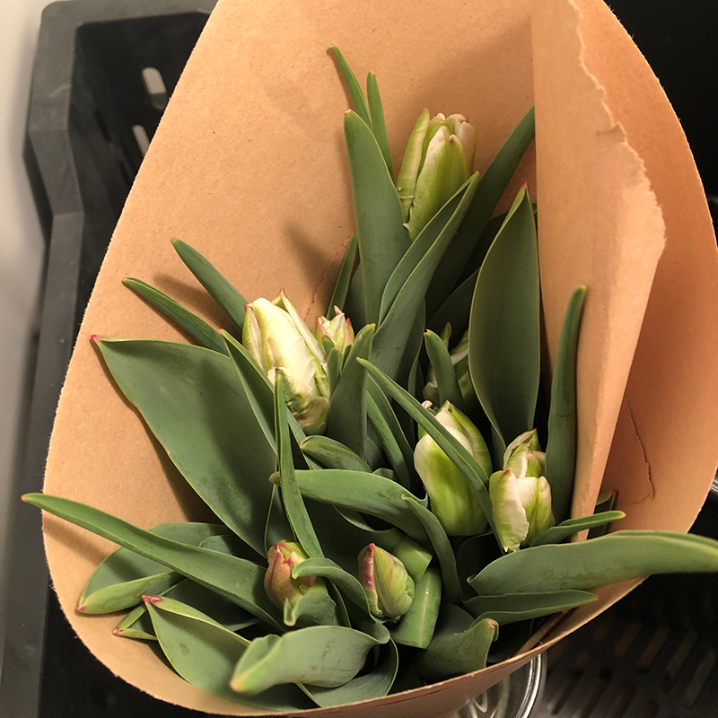 Tulip Bouquet Care
