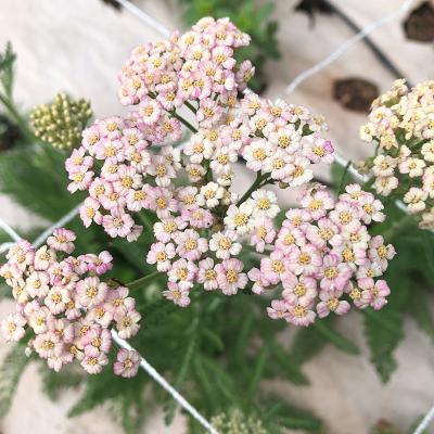 Yarrow8660